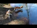 Basset Hounds can t swim