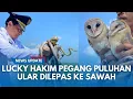 Download Lagu NYALI Keras Lucky Bupati Indramayu Tangannya Lepas Puluhan Ular, Burung Hantu \u0026 Biawak ke Sawah