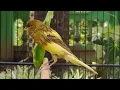 Download Lagu Kenari Ngerol Isian Lovebird Paud Agar Bunyi Gacor durasi Panjang