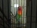 Download Lagu Pancingan Lovebird Biola Fighter