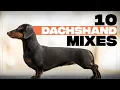 10 Of The Most Adorable Dachshund Mix Dog Breeds