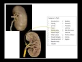 Urinary System APR worksheet review