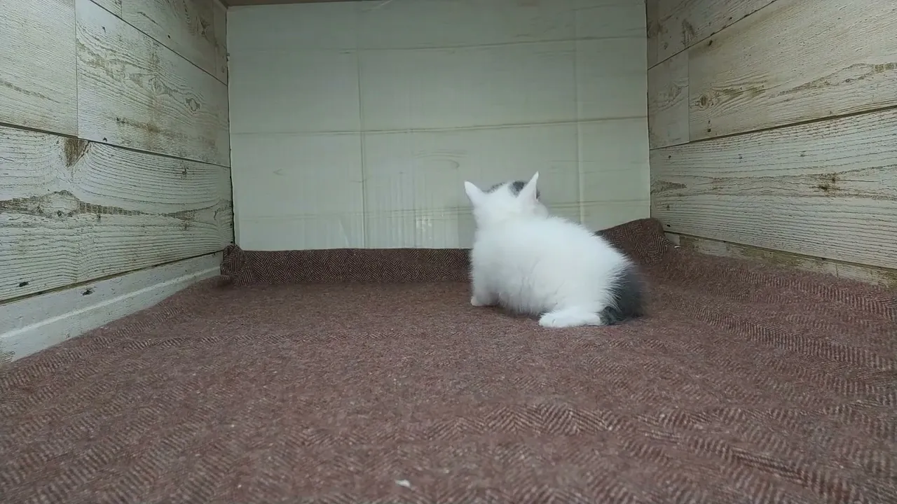 動画