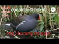 Download Lagu Mp3 burung mandar batu ampuh\u0026gacor MP3