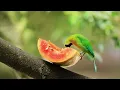 Birds Singing - 24 Hours Relaxing Birds, Soft Nature Sounds, Chirping Birds