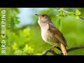 Download Lagu Birds Singing - 24 Hours Relaxing Birds, Soft Nature Sounds, Chirping Birds
