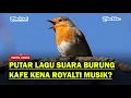 Download Lagu WADUH❗ Putar Lagu Suara Burung, Kafe Bisa Kena Royalti Musik❓