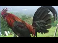 Why Hatch Crosses Fail Avoid These Gamefowl Breeding Mistakes