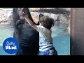 Video di Bear imitates 5-year-old boy jumping - Daily Mail