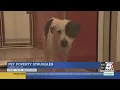 Survey Nearly half of Missouri pet owners struggle to afford their animals