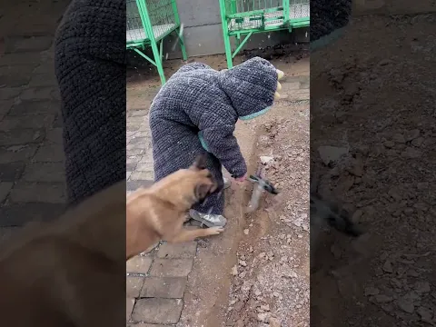 Best love❤️, Smart dog helps human❤️. #dog #smartdog #funny #love #animals #shorts