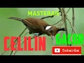 Lagu masteran celilin jernih