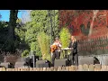 Download Lagu Feeling Fine (LIVE) - Ocie Elliott at the 2025 Hardly Strictly Bluegrass Festival