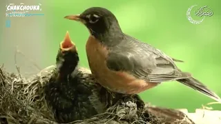 سبحت لله فى العش الطيور نصر الدين طوبار 