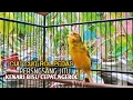 Download Lagu kenari gacor panjang Cuit Cuit EMOSI, Pancingan Kenari Paud Belajar Bunyi, terapi AMPUH Kenari MACET