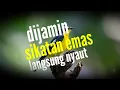 Download Lagu SUARA PIKAT BURUNG SIKATAN EMAS JERNIH