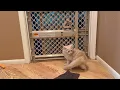 Willow Sunny explore the hallway meet Wolfie and Gillibee causing trouble as usual