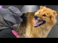 This Dog Has Been Fired by His Groomers