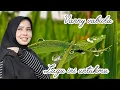 Download Lagu Vanny vabiola - lagu ini untukmu
