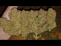 Final weight Fast Buds Guava Autoflower Athena blended line nutrition 1 plant