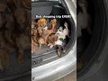 Dachshund Puppy Haul Funny Dog You NEED to See