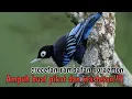 Download Lagu Masteran Burung Rambatan Doraemon || \