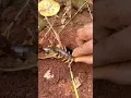 Download Lagu Centipede insect is stung by bullet ants so cool