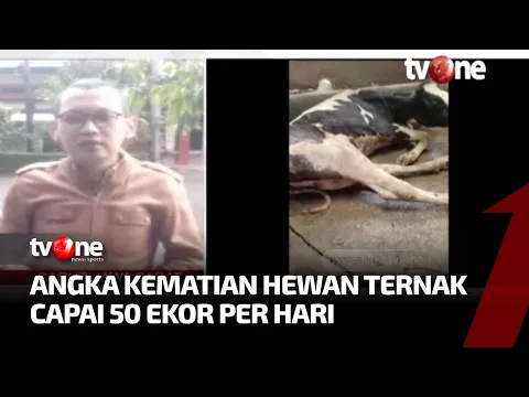 Wabah PMK Meluas, Status KLB kembali Diberlakukan