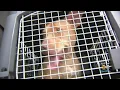 Pets From Lousiana Shelters Make It To South Florida