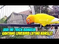 Download Lagu FOR SALE : JADI INI TRICK RAHASIA GANTANG LOVEBIRD LUTINO KONSLET, LATIHAN EFEK LOCKDOWN||ARKHASF