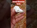 Download Lagu Ajib Kali Sakralannya Bah.... Menyala Bumi Langkatku #batuakik #unikantik #gems #gemstone #shorts
