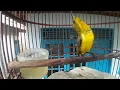 Download Lagu BURUNG SOGOK ONTONG PAUD GACOR DORR|| UNTUK TERAPI SOGON BAHAN