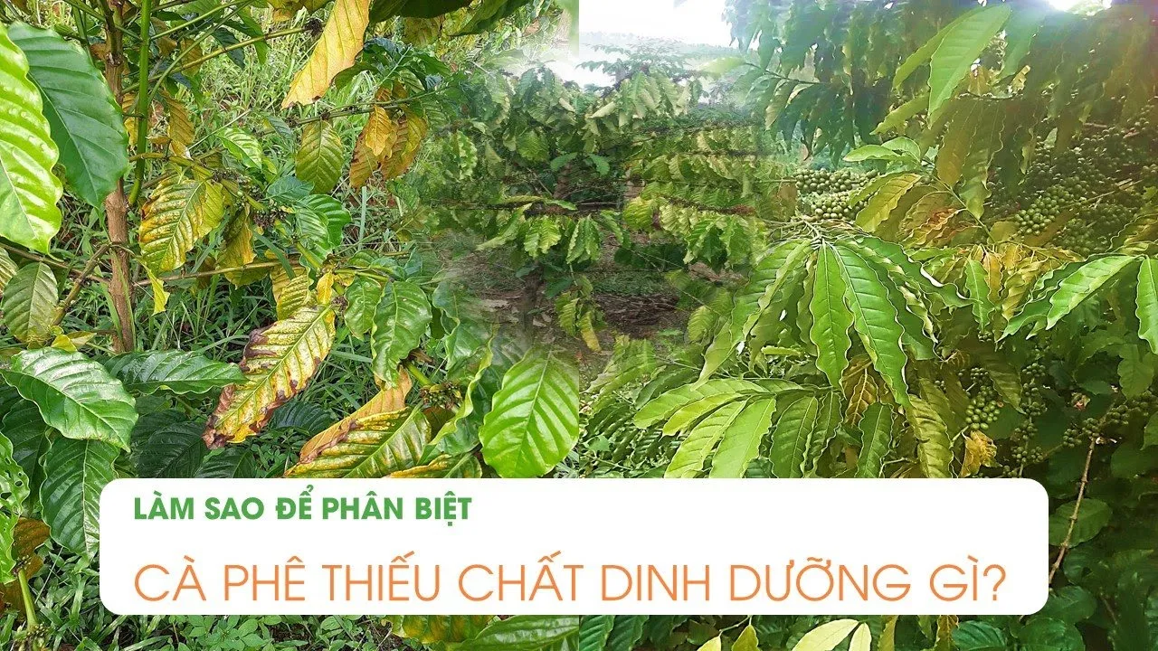 Outline Video THIẾU DINH DƯỠNG TRÊN CÂY CÀ PHÊ