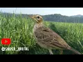 Download Lagu SUARA PIKAT BURUNG APUNG TANAH