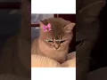 Download Lagu linggang guli guli #cute #cat