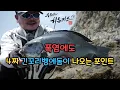 Download Lagu 물 때에 따라 변덕스러운 수심층을 보이는 긴꼬리벵에돔 찾아보기