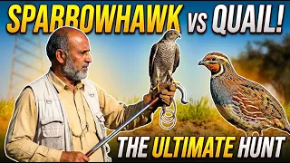 Ancient Falconry: Hunting With Sparrowhawk in Punjab Pakistan 🇵🇰 Part 3 @ExplorePotohar