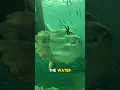 Meet the World's Most Useless Fish! 🌊🐟 Sunfish (Mola Mola)
