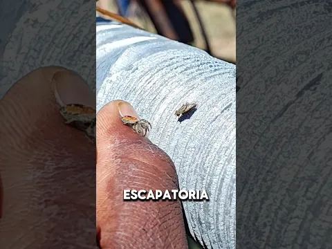 ¿Quién ganará? Hagan sus apuestas!