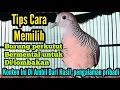Download Lagu Tips Yang Perlu Diperhatikan Untuk  Memilih Burung Perkutut Bermental Lomba@mangoendjoyochannel8053