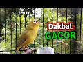 Download Lagu Pleci Dakbal Gacor Bongkar Isian