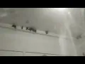 Suara Walet Tarik Pagi Hari