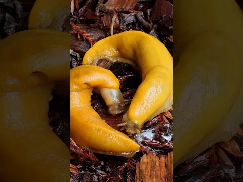 The Slimy Mating Rituals of Banana Slugs | #DeepLook #Shorts