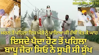  bapu jora singh majhuke wala ghoda nilla horse from majhuke