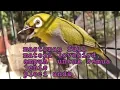 Download Lagu mastering pleci full tembakan lovebird