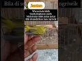 Download Lagu Perbedaan pleci jantan dan betina #birds #burung