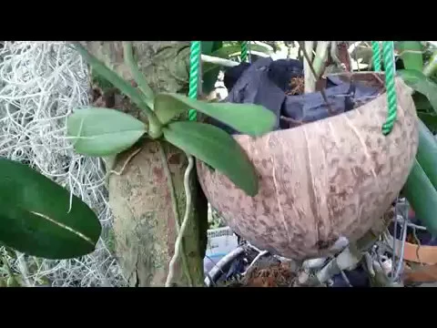 GETTING NEW ORCHIDS: 2 CATTLEYAS HYBRID AND 4 PHAL PULCHERRIMA