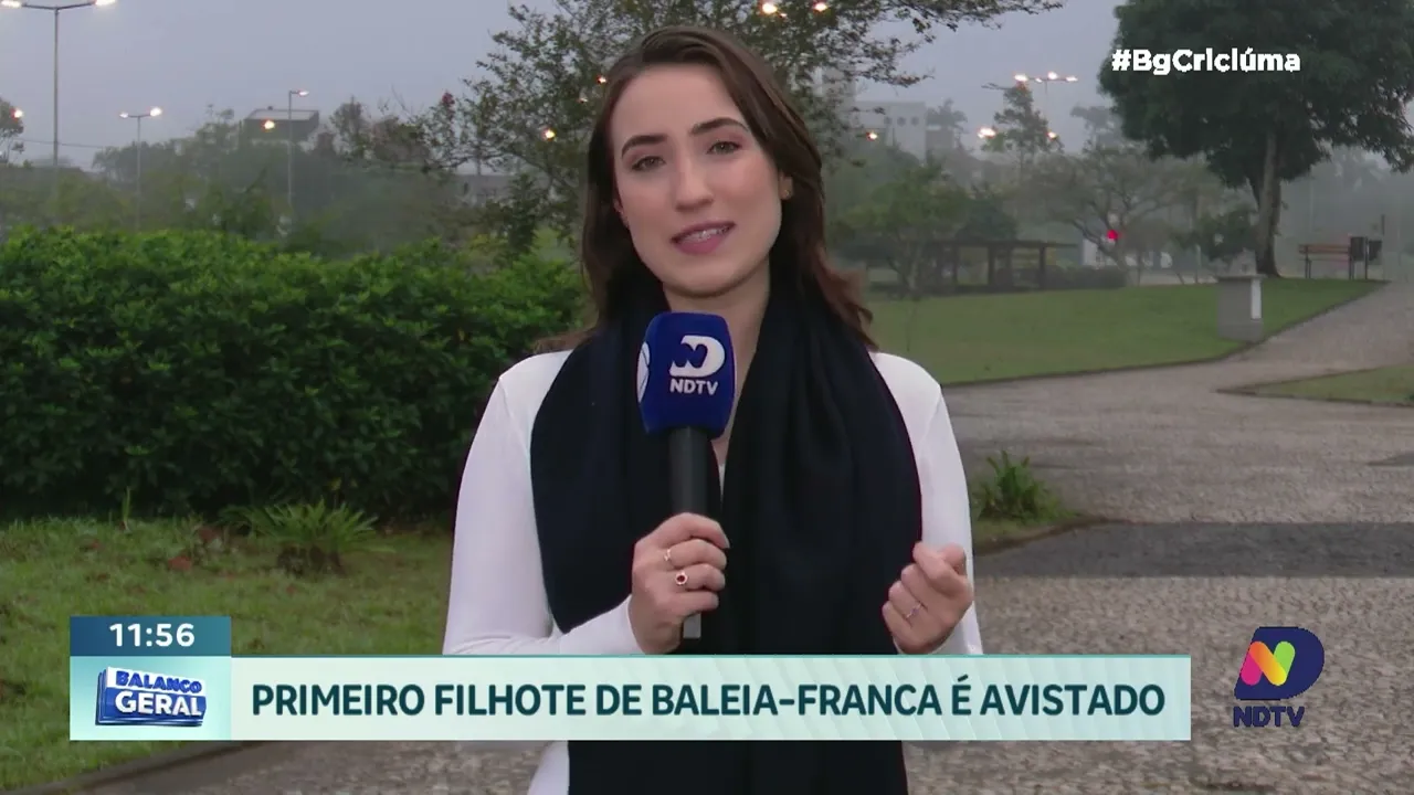 Primeiro filhote de baleia-franca é avistado em Imbituba