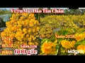 Lagu Chị Hương 👉 0913877156 💥 Bùng nổ vườn mai dão Tân Châu dáng long hoa đẹp nhất vùng năm 2026.
