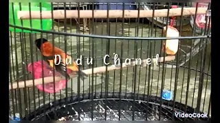 pancingan burung red siskin vs kenari suara jernih masteran burung juara